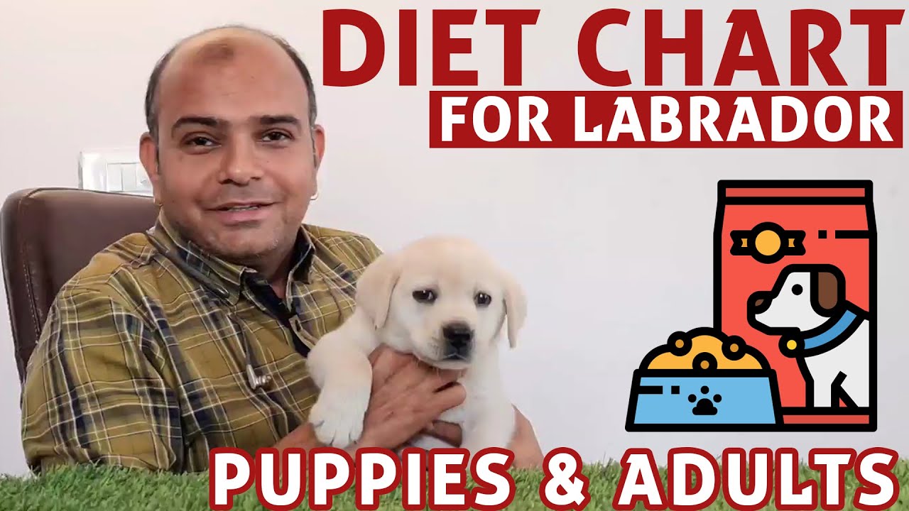 Diet Chart Labrador Retriever Full Day Of Feeding Puppy Adult Dog diet-chart-labrador-retriever-full-day-of-feeding-puppy-adult-dog