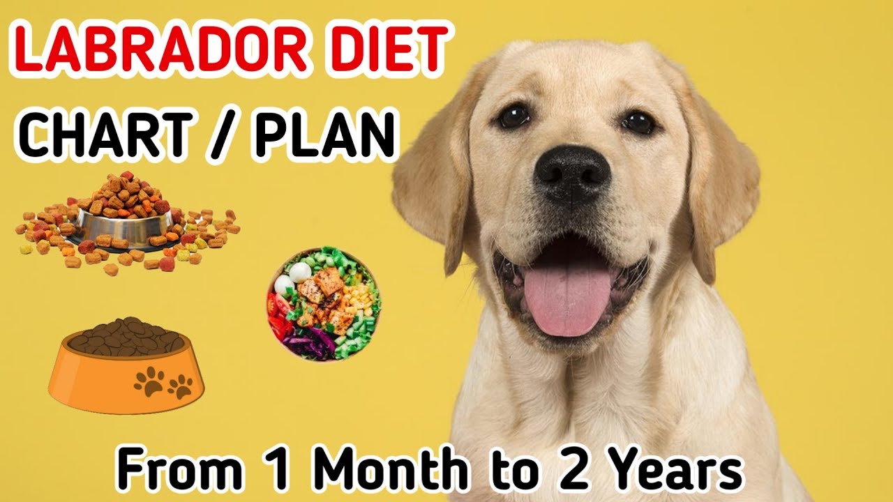 labrador-diet-chart-labrador-puppy-diet-plan-in-hindi-dog-diet-plan-myactivedogs