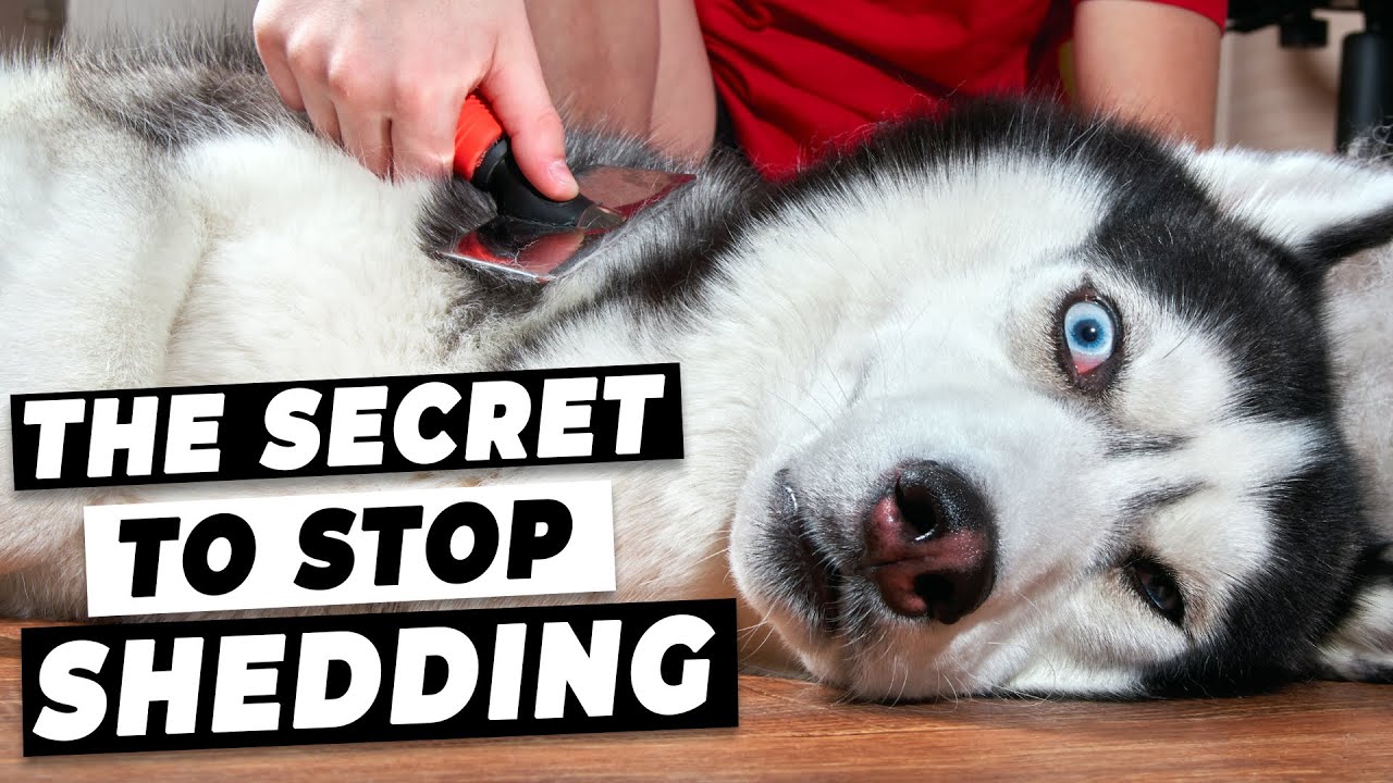 How To Stop Dog Shedding (Easy Tricks from A Vet) MyActiveDogs