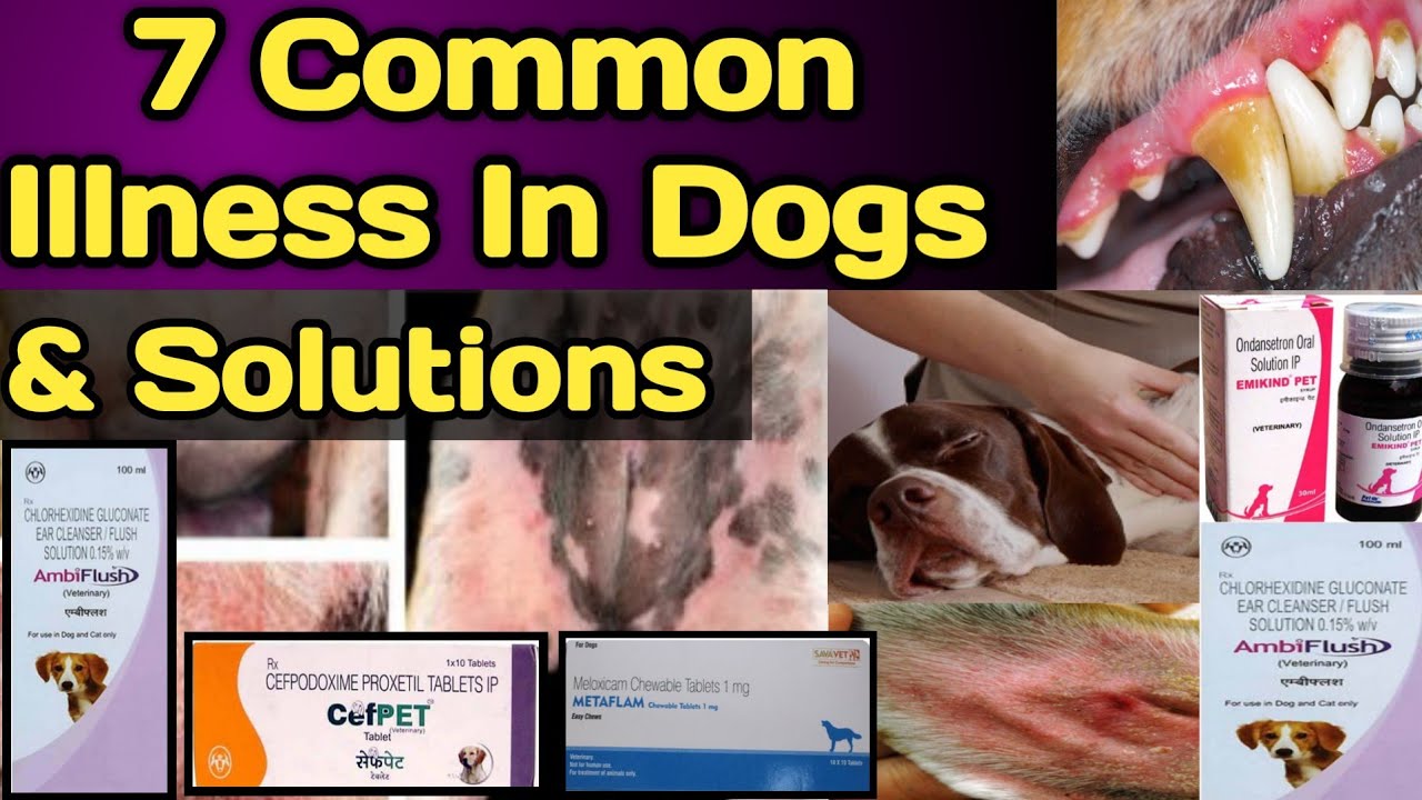 most common illness in dogs common disease in dogs causes