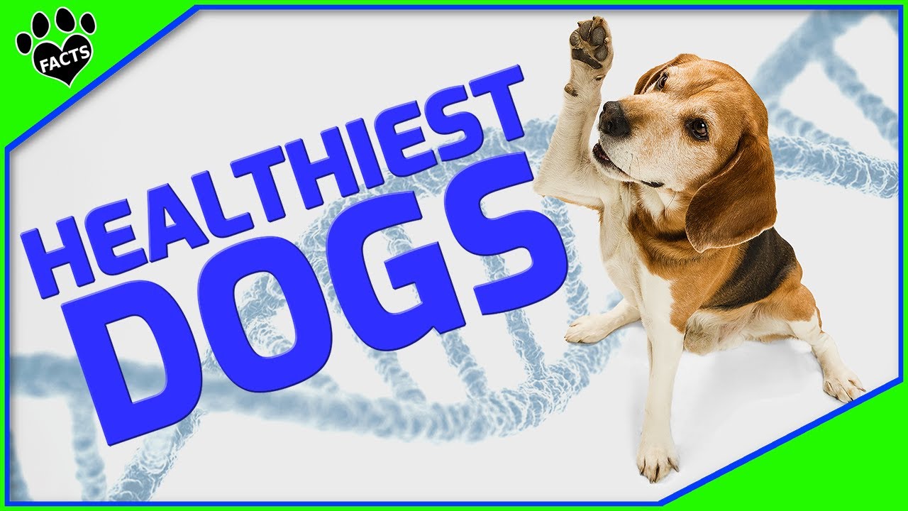 Top 10 Healthiest Dog Breeds for Longevity and Happiness – MyActiveDogs