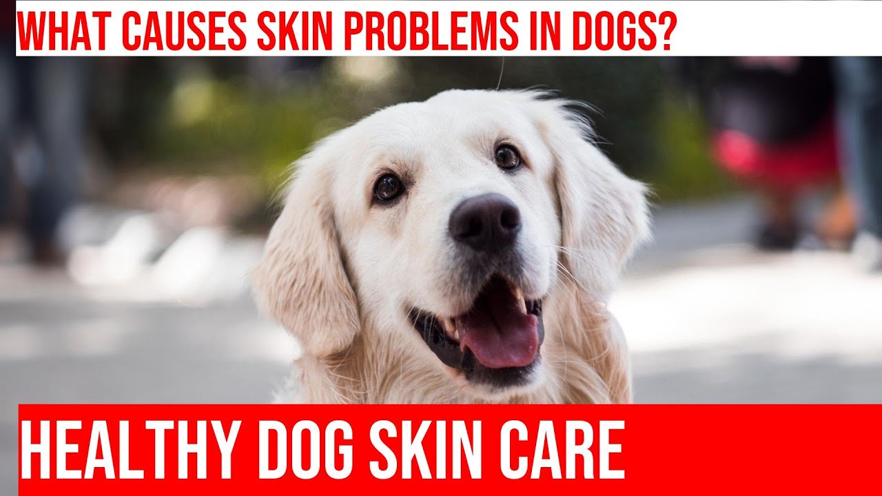 Treating Systemic Skin Issues In Dogs: Prevention & Treatment 