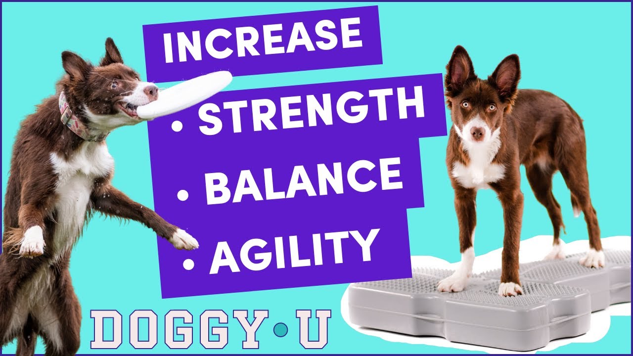 Simple Fun Dog Fitness Activities Part 1 MyActiveDogs simple-fun-dog-fitness-activities-part-1-myactivedogs
